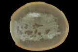 Fossil Jellyfish (Essexella) In Ironstone, Pos/Neg - Illinois #120907-1